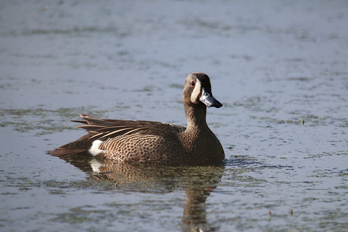 Blue-winged Teal - ML454617151