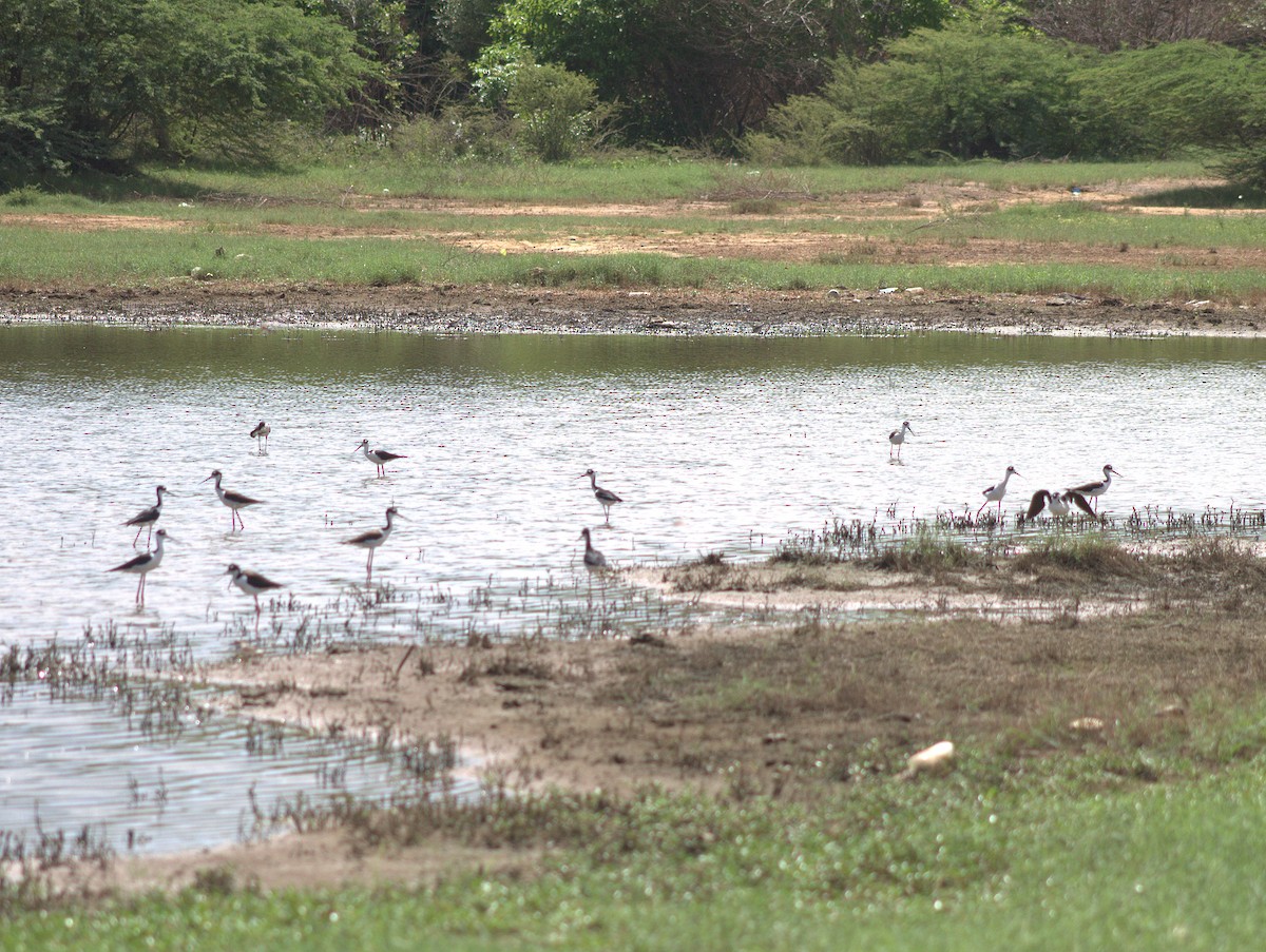 Black-necked Stilt - ML454617231