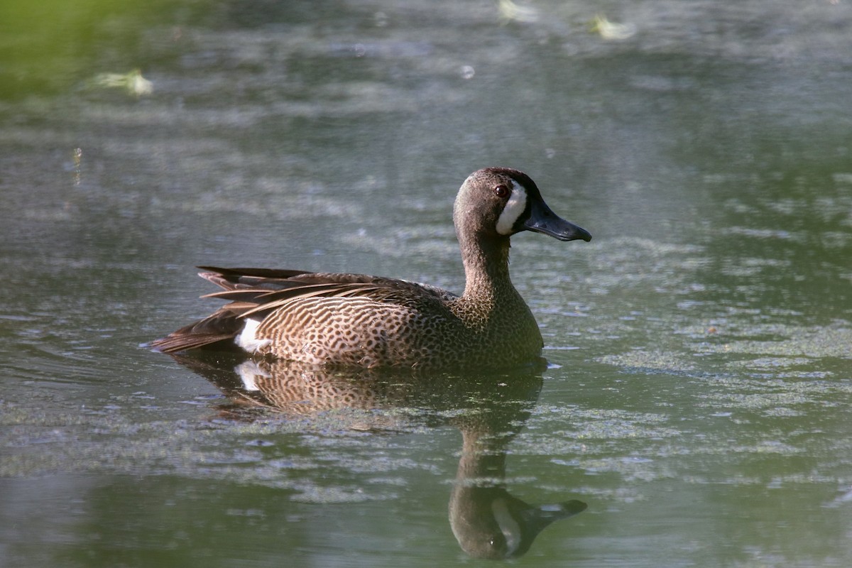 Blue-winged Teal - ML454617281
