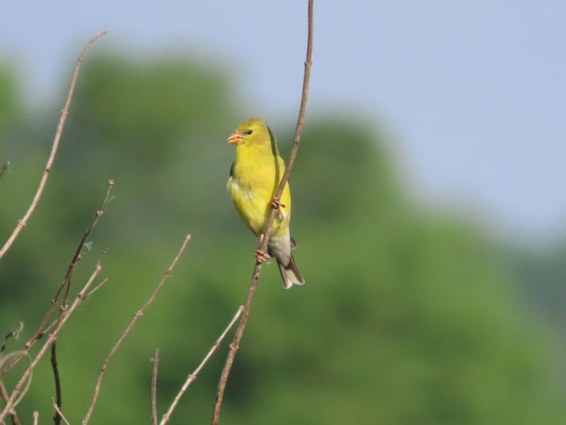 American Goldfinch - ML454617711