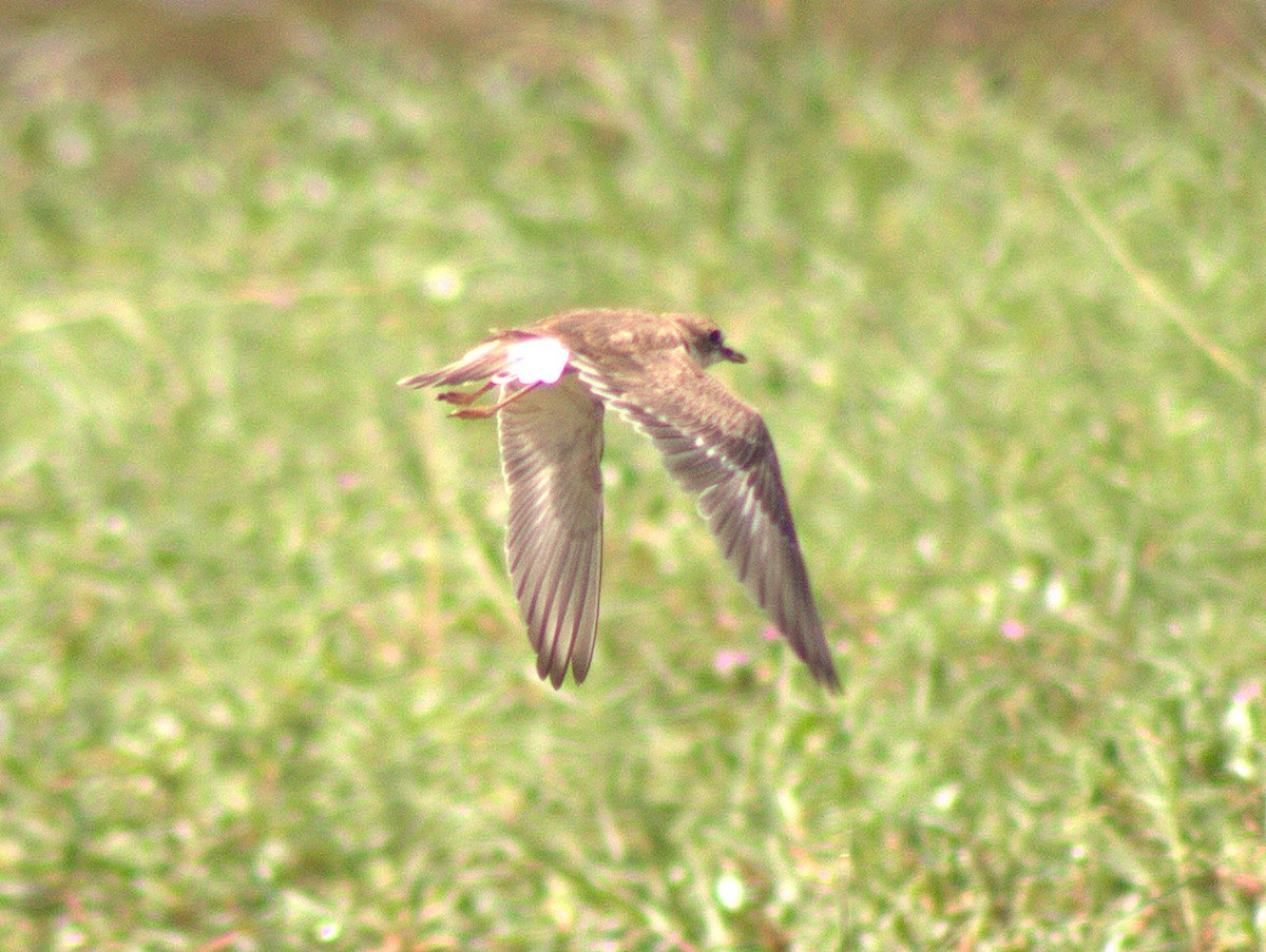 Collared Plover - ML454617751