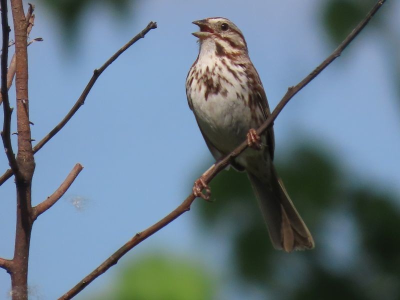 Song Sparrow - Tracy The Birder