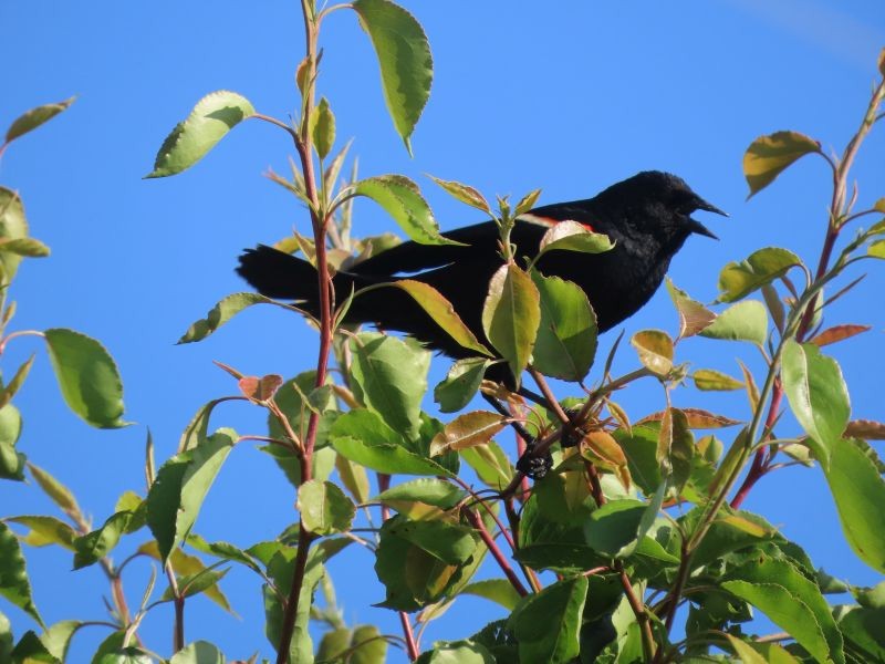 Red-winged Blackbird - ML454618421