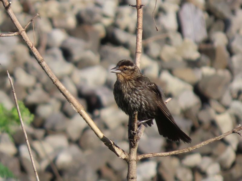 Red-winged Blackbird - ML454618431