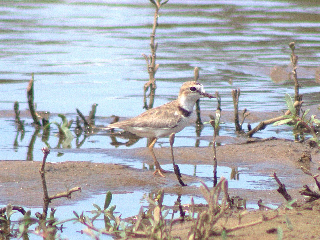 Collared Plover - ML454618461