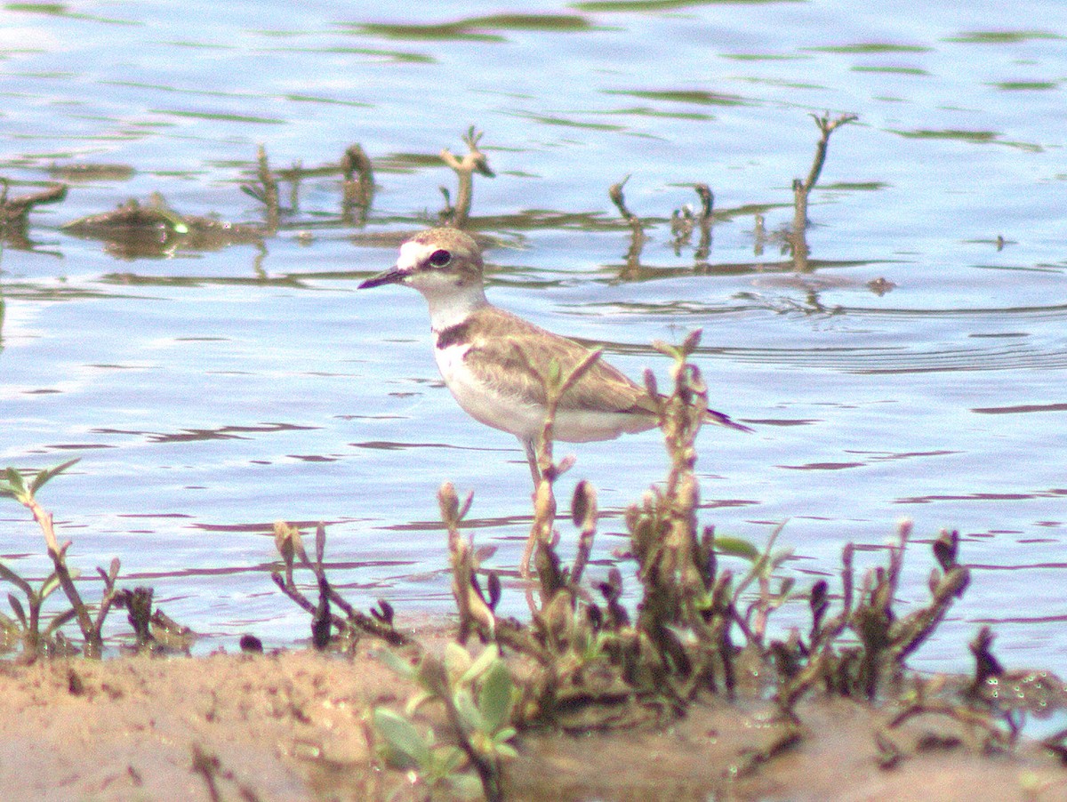 Collared Plover - ML454618551