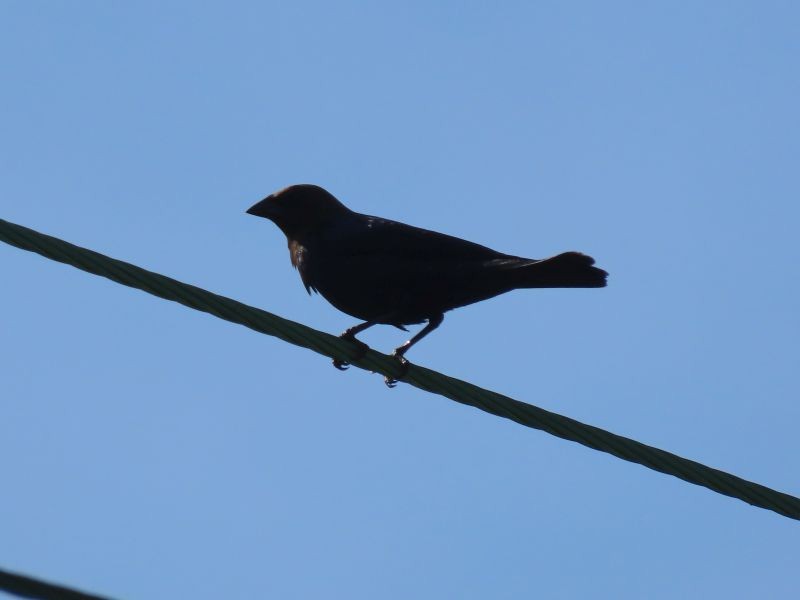 Brown-headed Cowbird - ML454618571