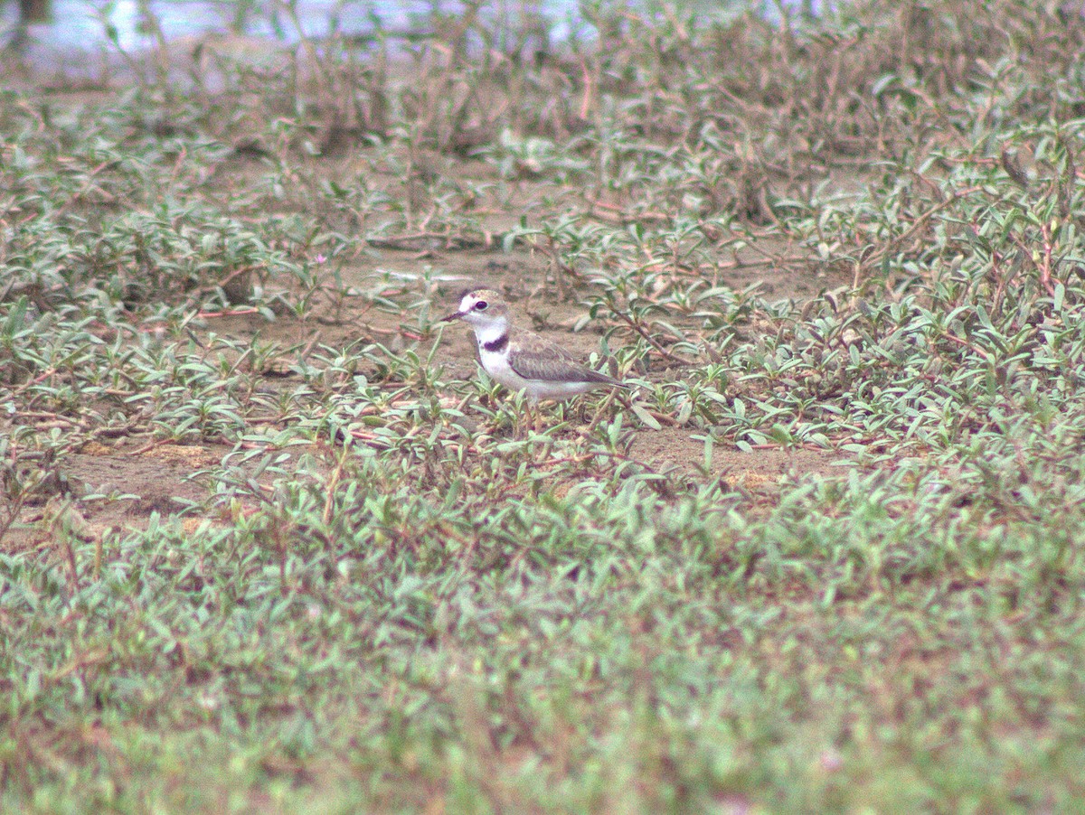 Collared Plover - ML454618611
