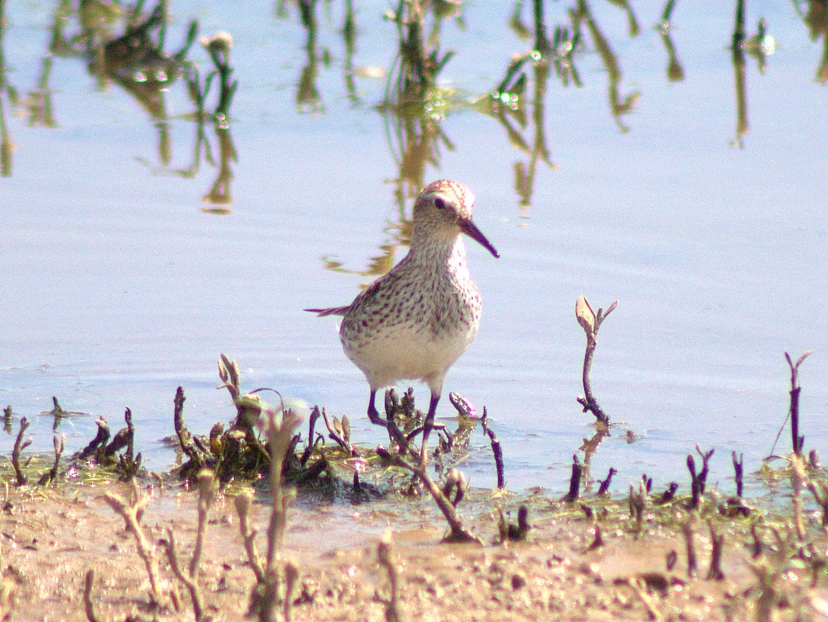 White-rumped Sandpiper - Lermith Torres