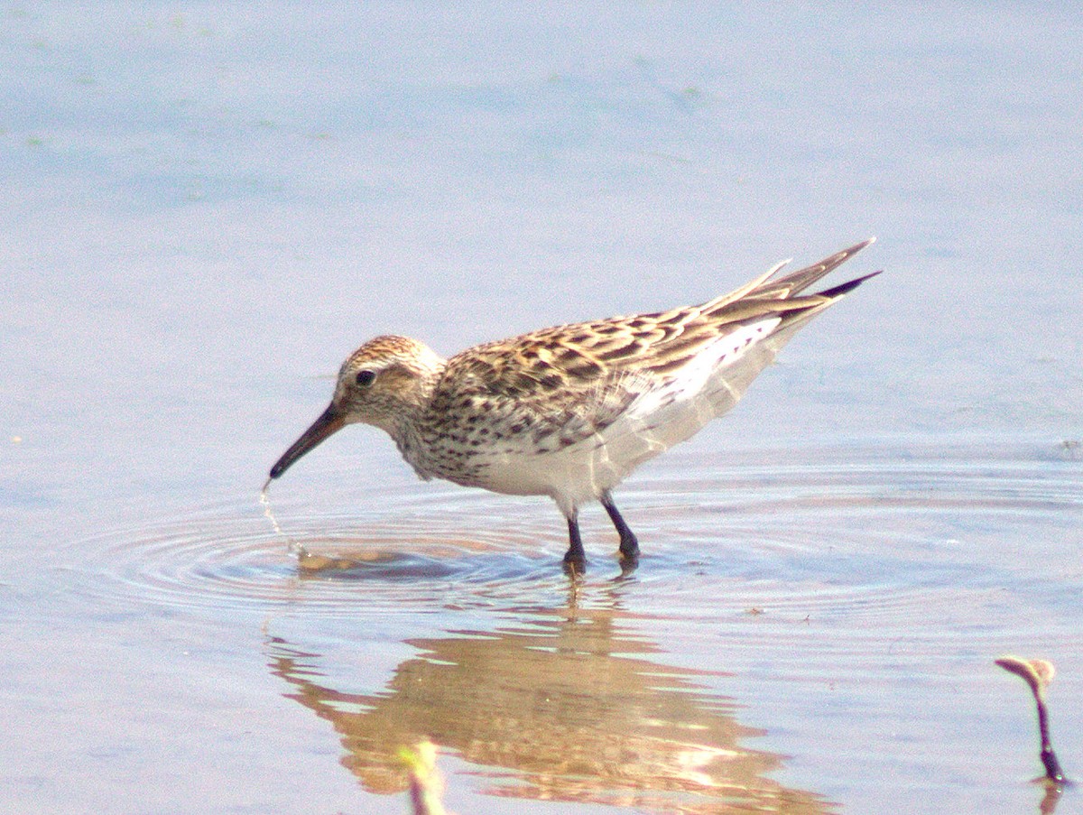 White-rumped Sandpiper - Lermith Torres