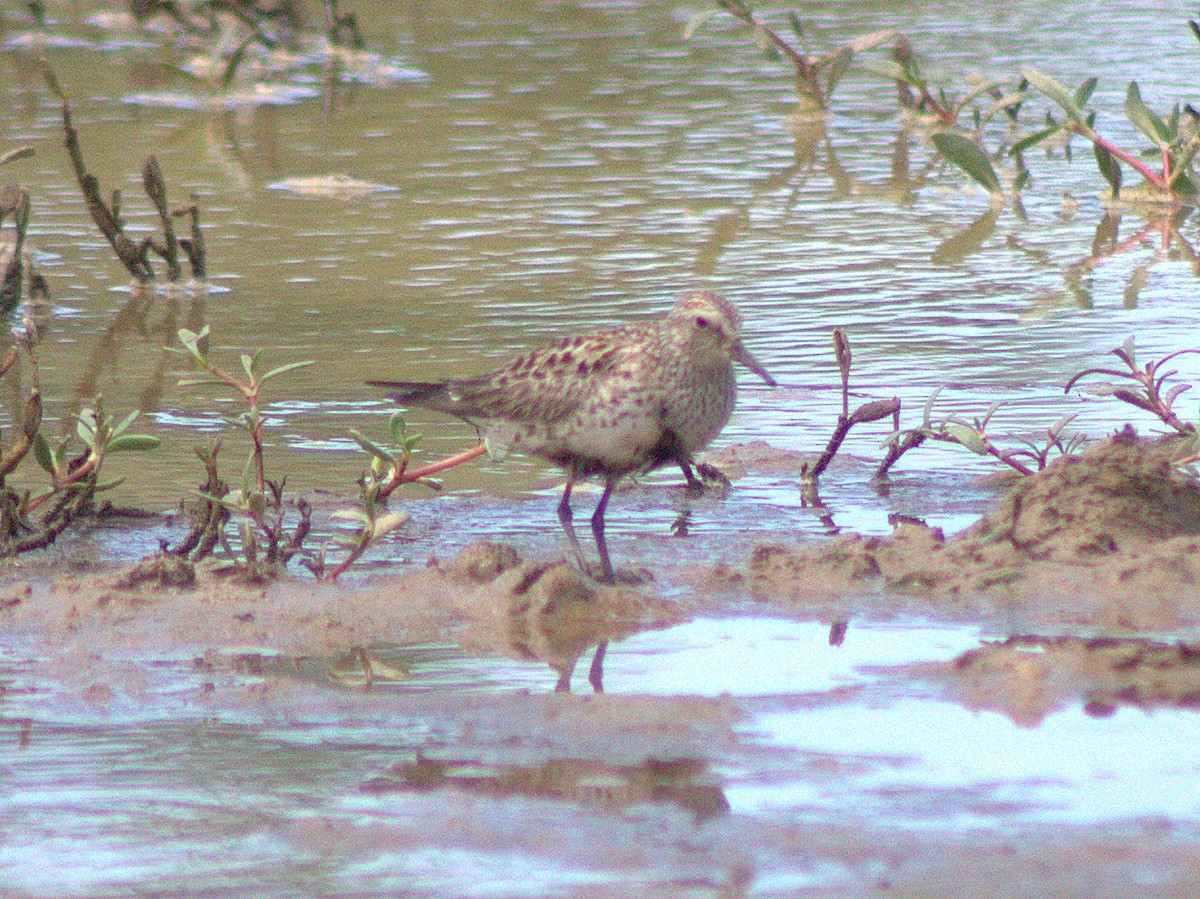 White-rumped Sandpiper - ML454618951