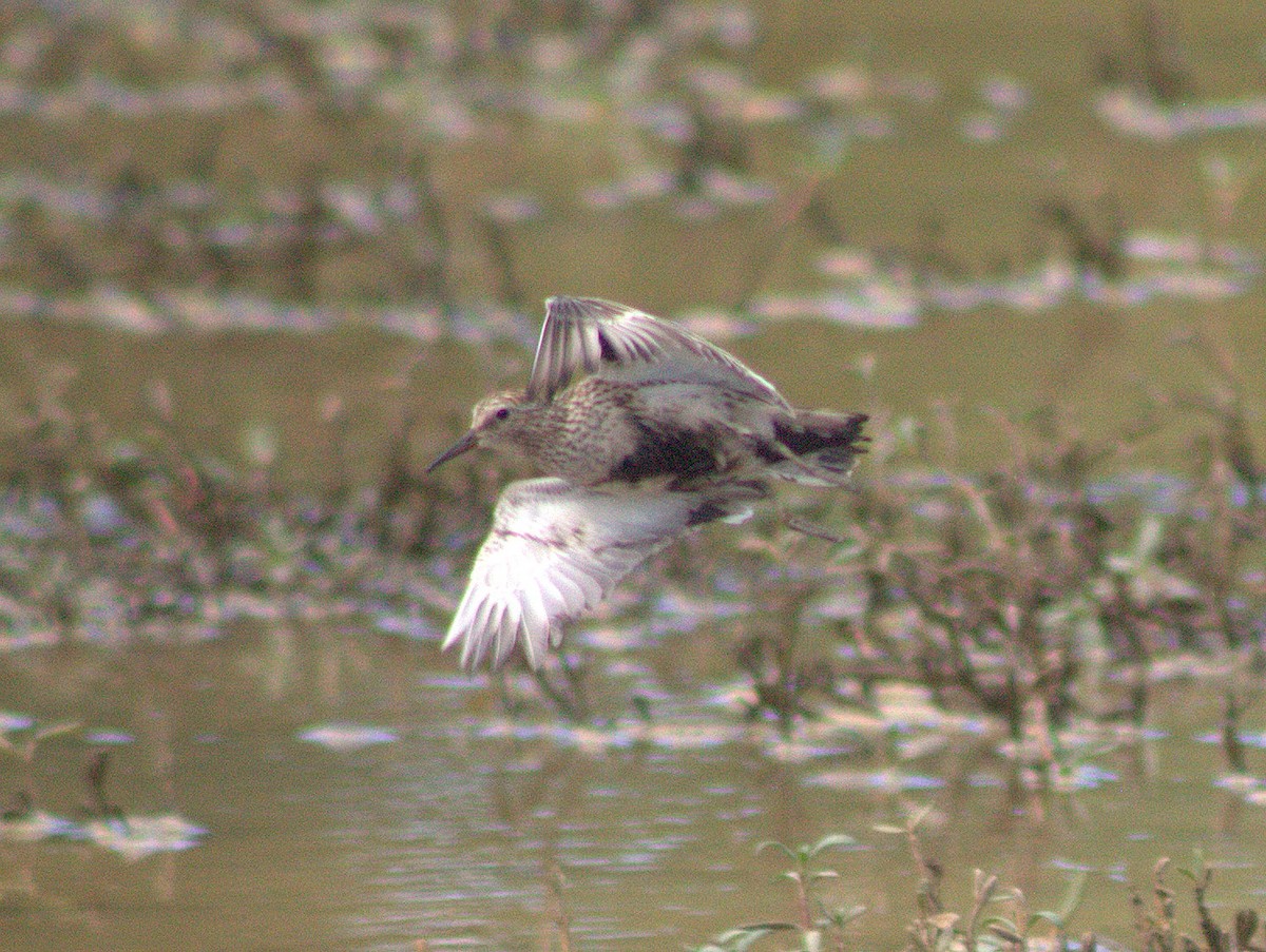 White-rumped Sandpiper - Lermith Torres