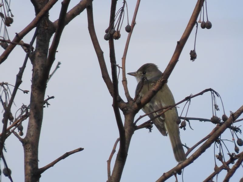 Willow Flycatcher - ML454619811