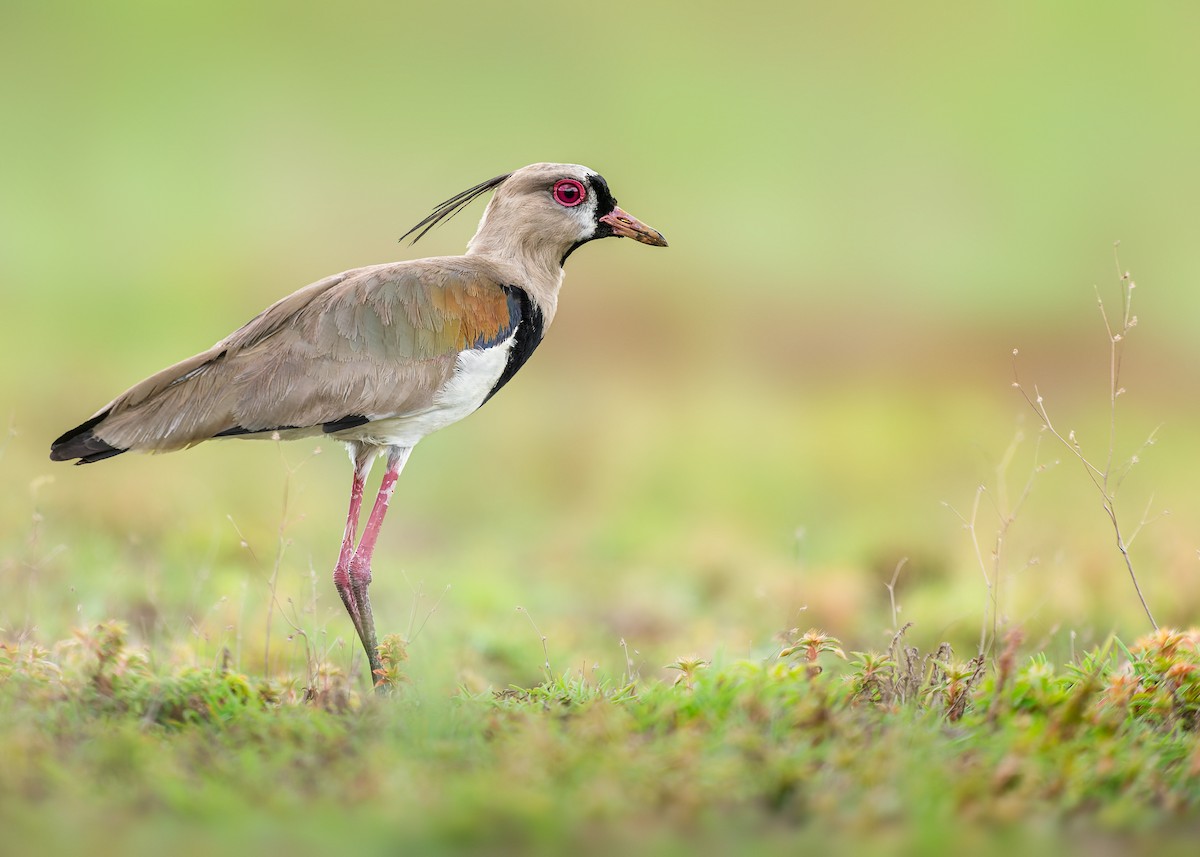 Southern Lapwing - ML454620401