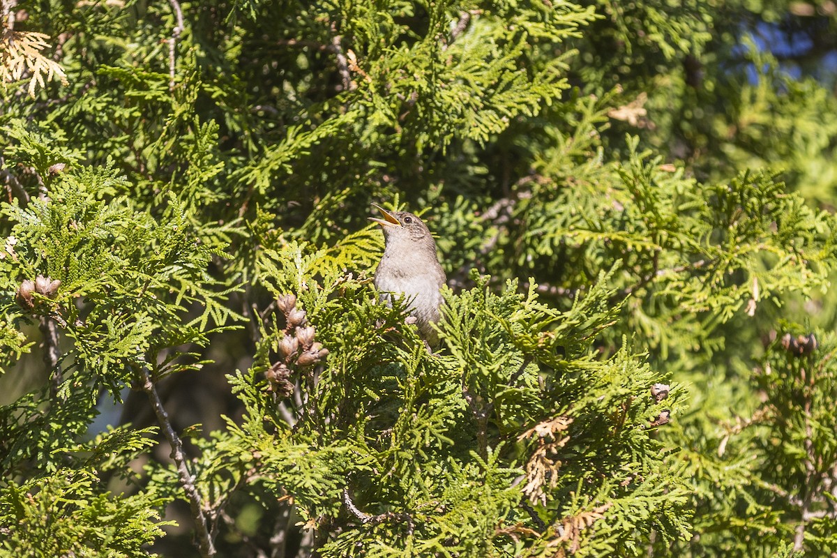 Northern House Wren - ML454620441