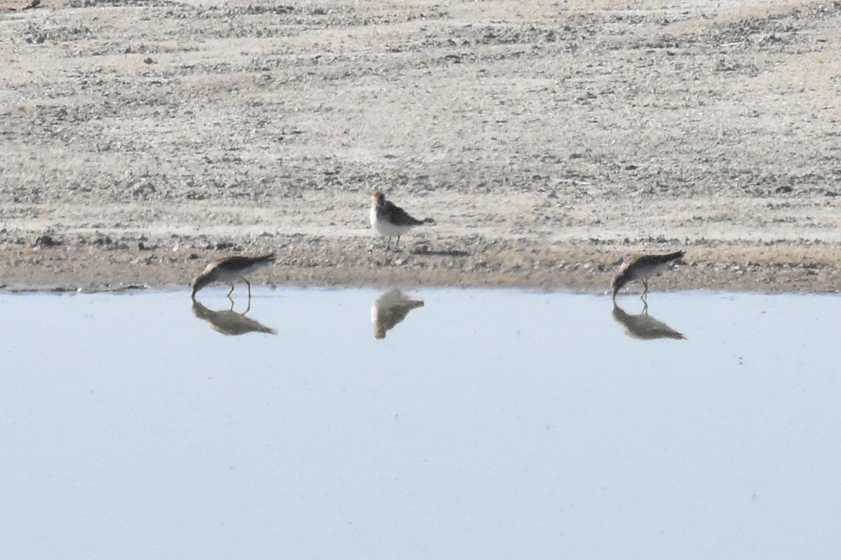 White-rumped Sandpiper - ML454621281