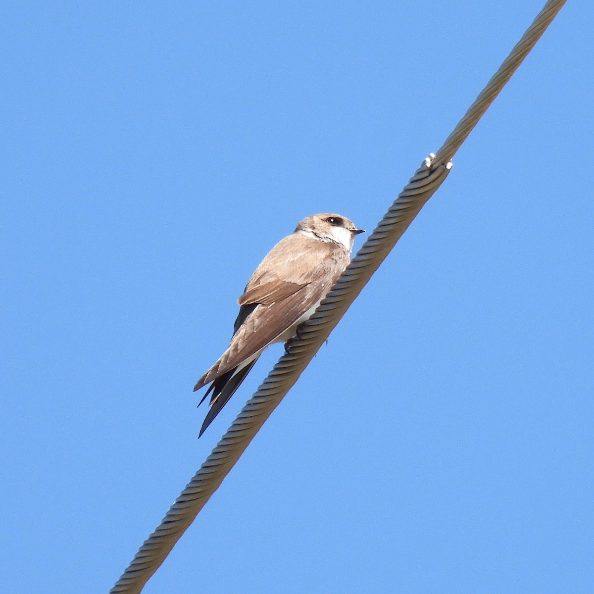 Bank Swallow - ML454622471