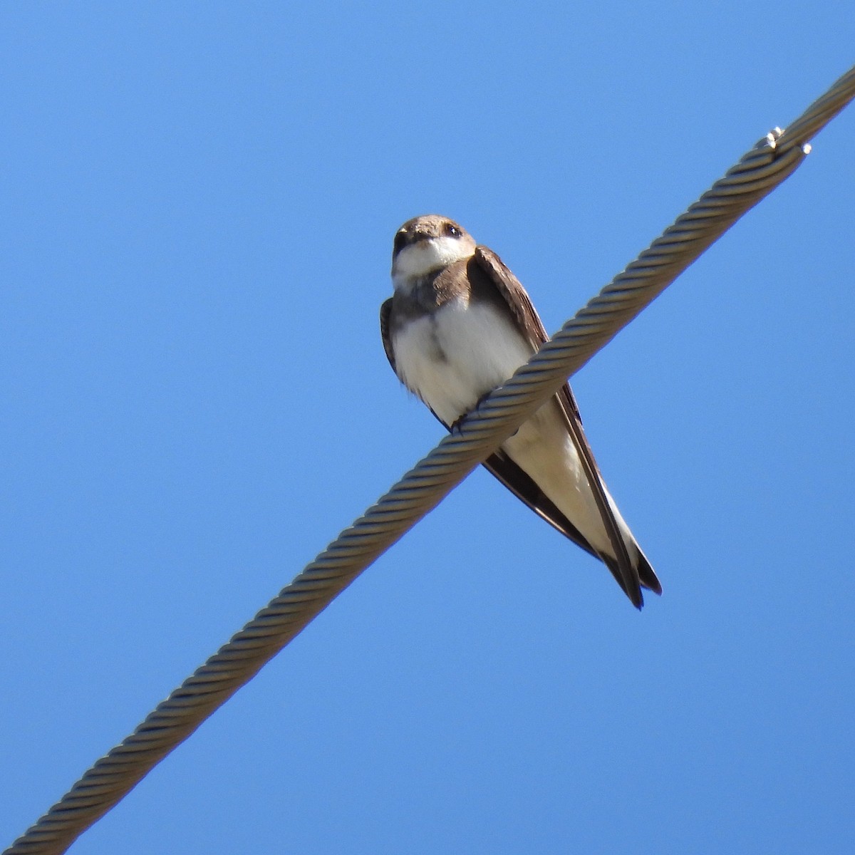 Bank Swallow - ML454622551