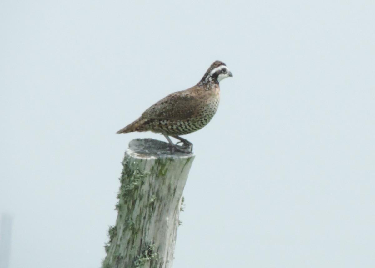 křepel virginský [skupina virginianus] - ML454622881