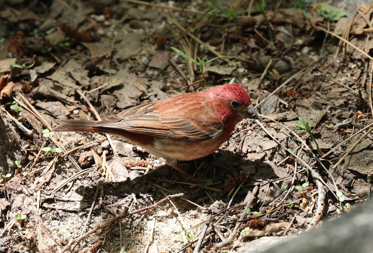 Purple Finch - ML454623161