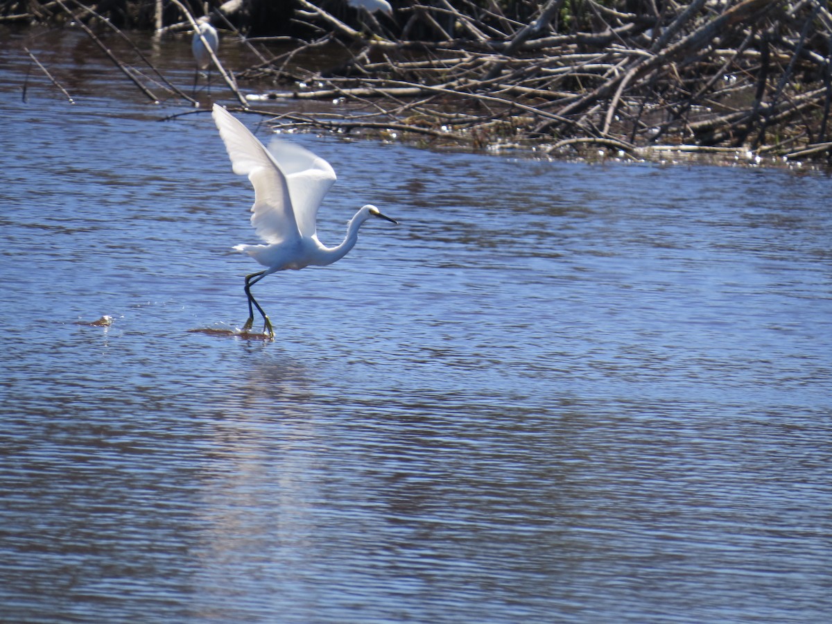 Snowy Egret - Pamela Hunt