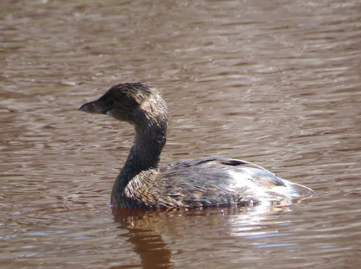 Pied-billed Grebe - Pamela Hunt