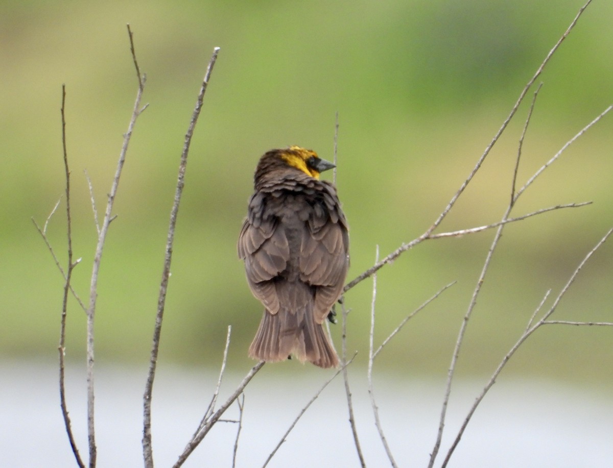 Yellow-headed Blackbird - ML454624701