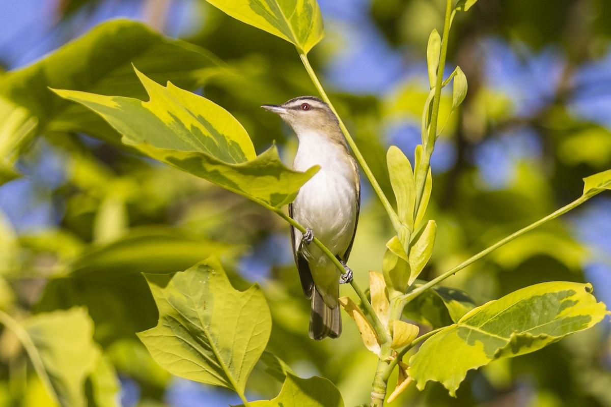 Kızıl Gözlü Vireo - ML454624711