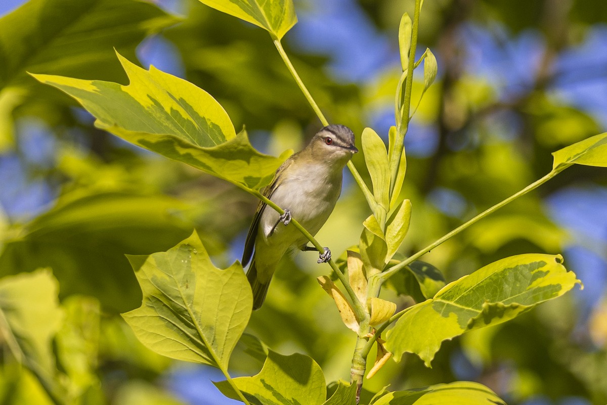 Kızıl Gözlü Vireo - ML454624741