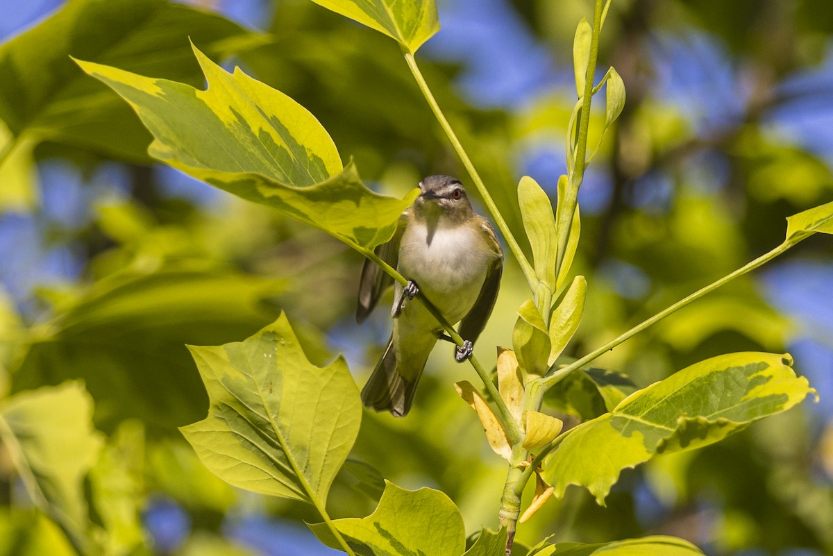 Rotaugenvireo - ML454624881