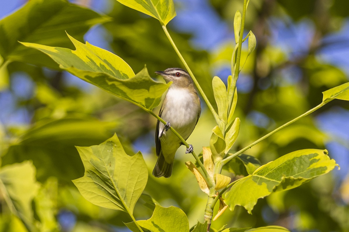 Kızıl Gözlü Vireo - ML454624891