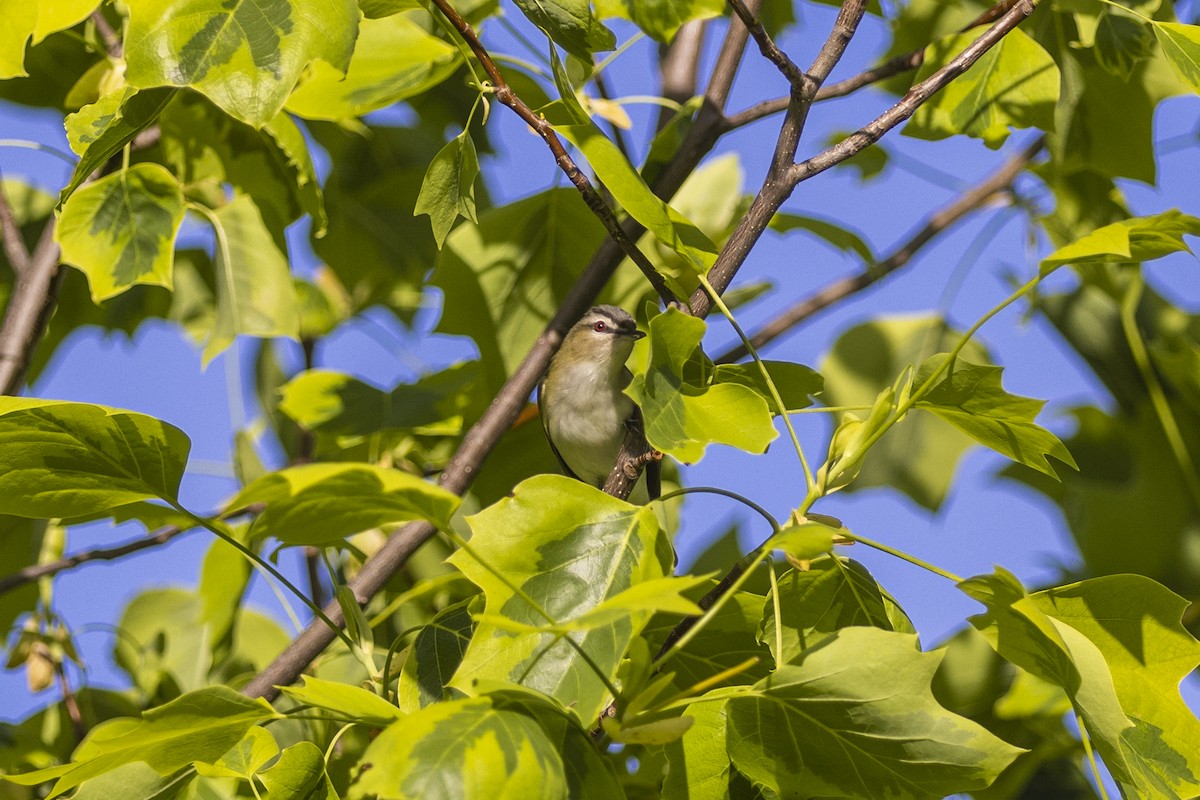 Kızıl Gözlü Vireo - ML454624931