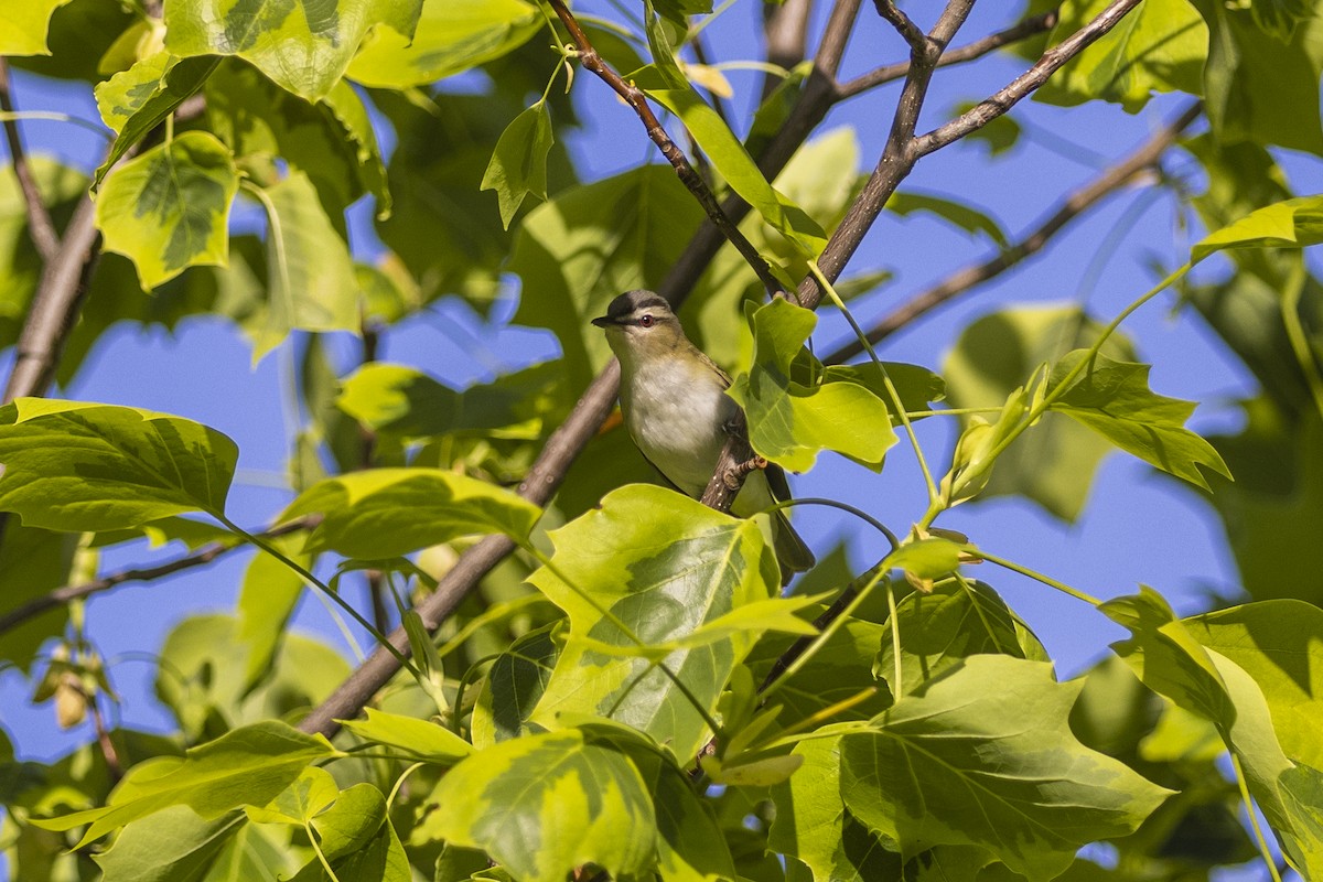 Vireo Ojirrojo - ML454624961