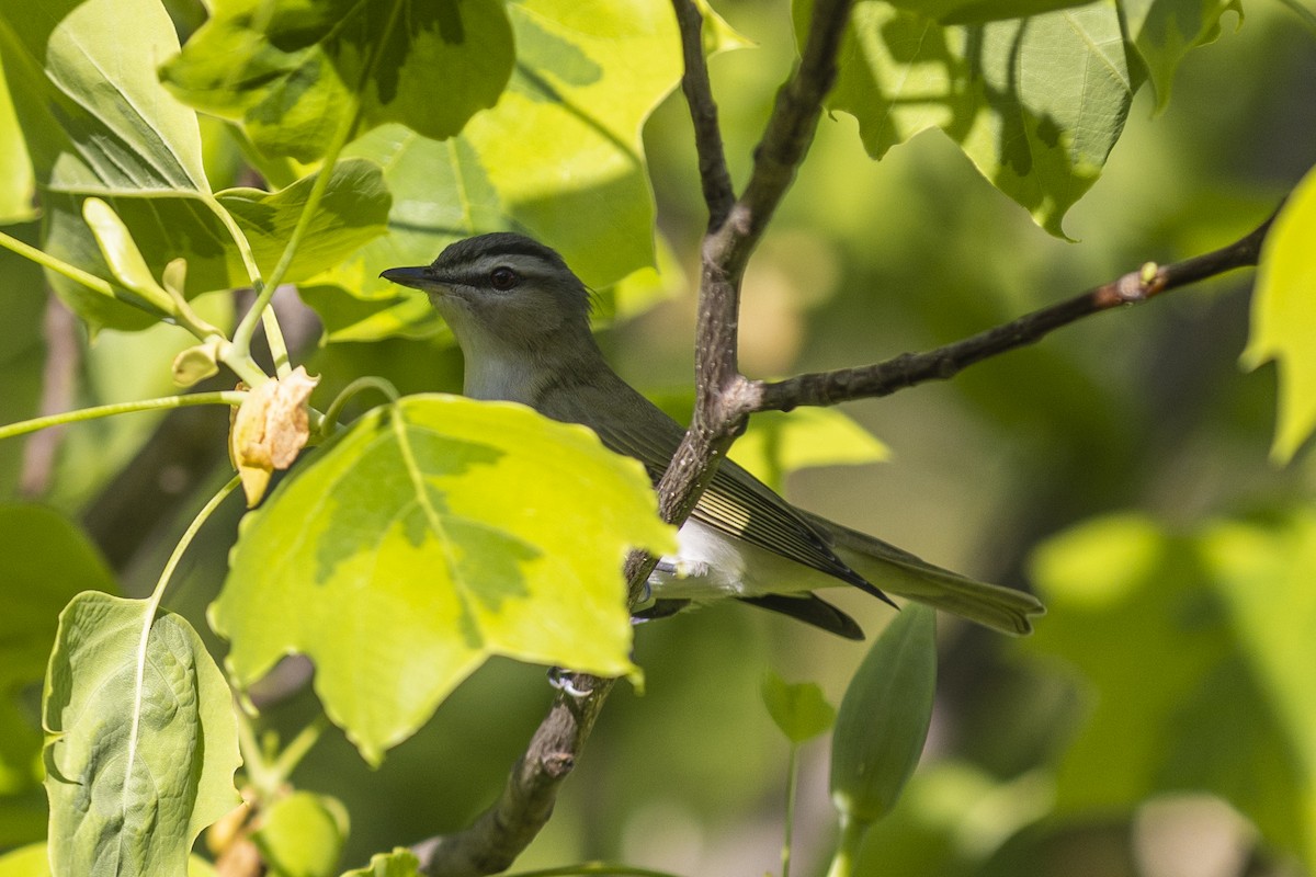 Kızıl Gözlü Vireo - ML454624971