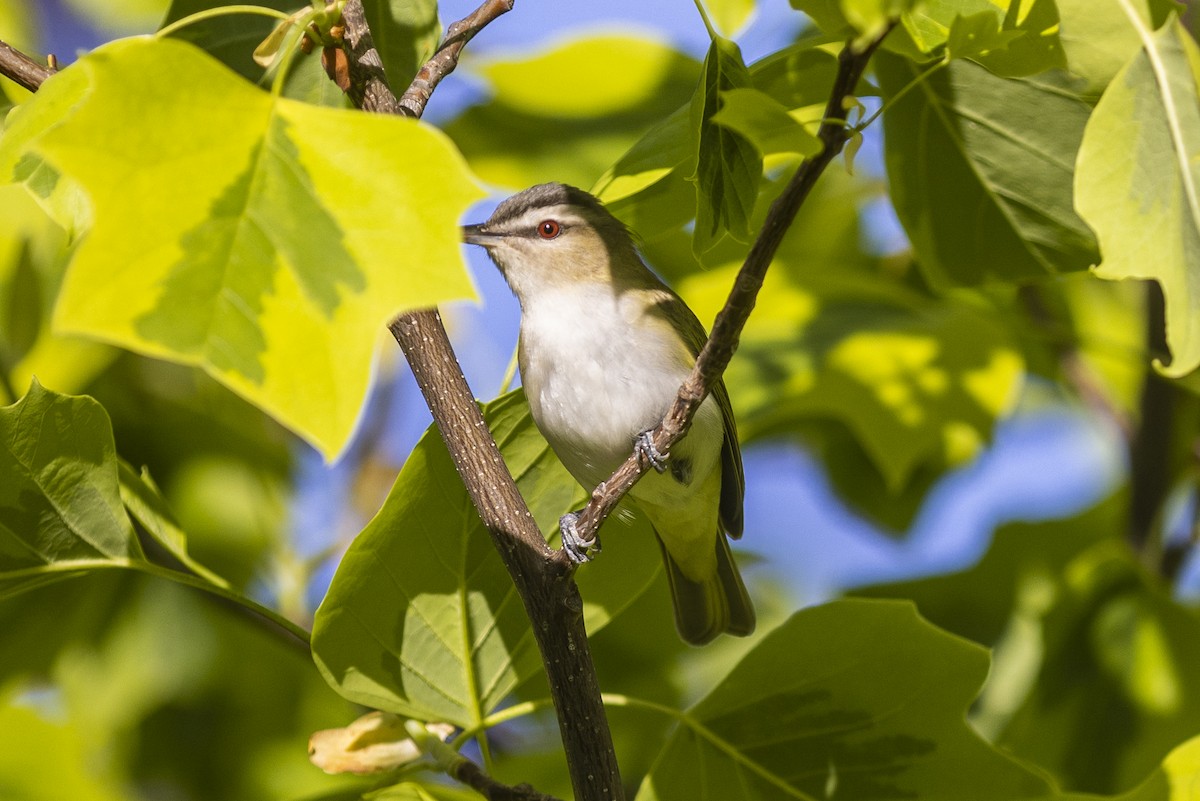 Vireo Ojirrojo - ML454625011