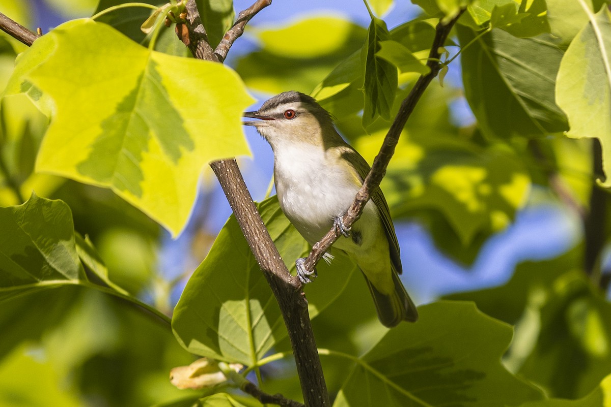 Kızıl Gözlü Vireo - ML454625031