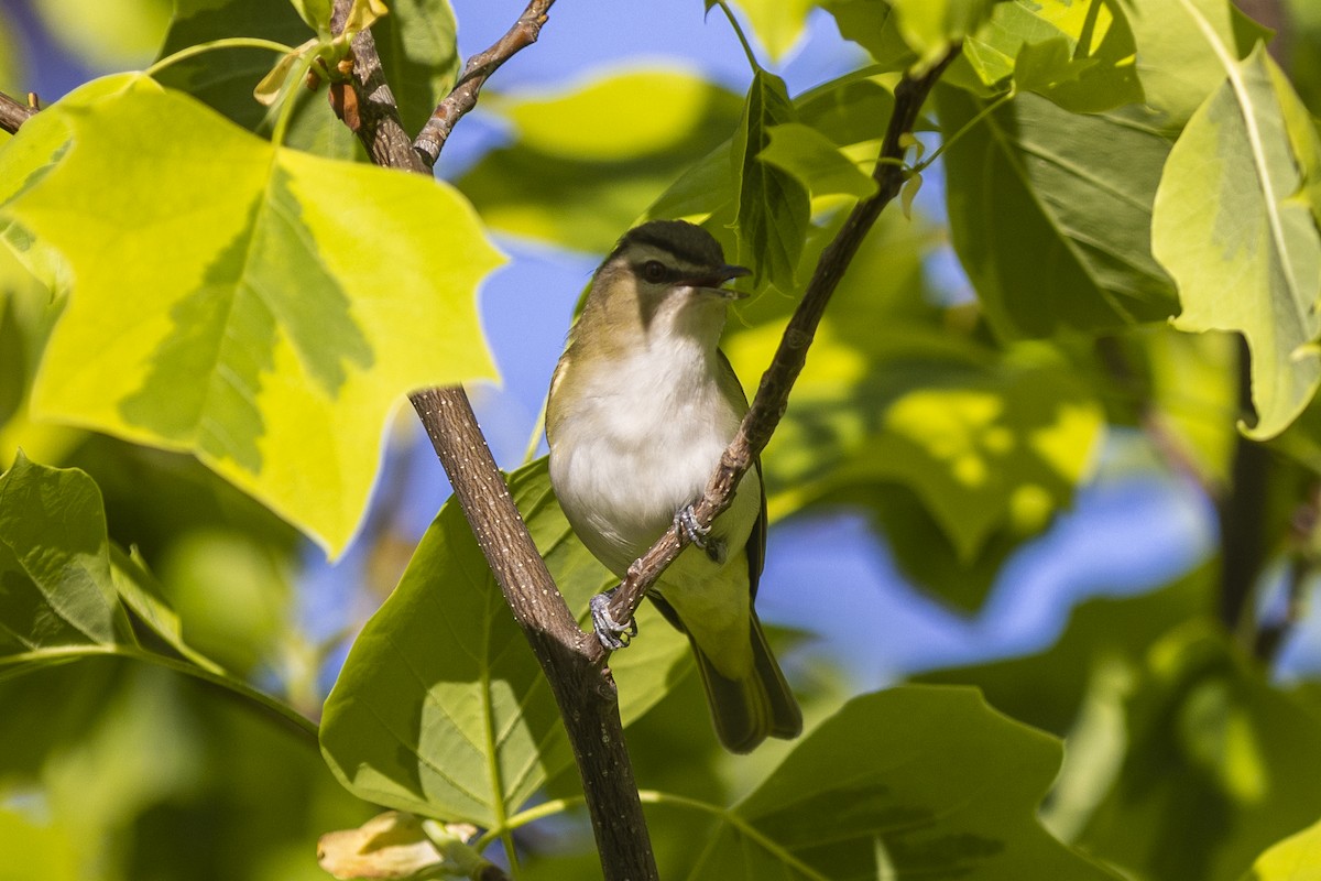 rødøyevireo - ML454625041