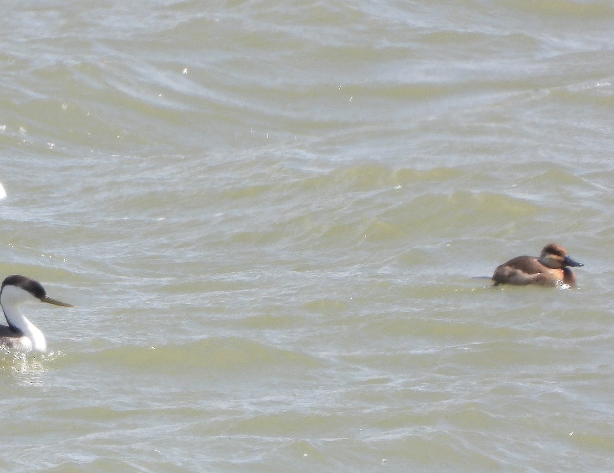 Ruddy Duck - ML454625771