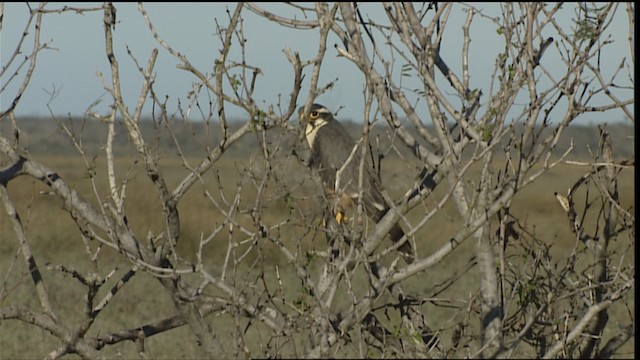 Aplomado Falcon - ML454626