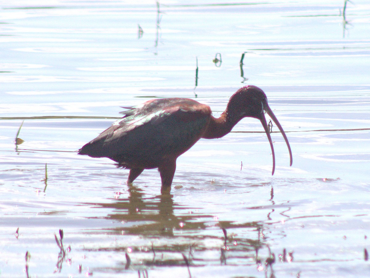 ibis hnědý - ML454626471