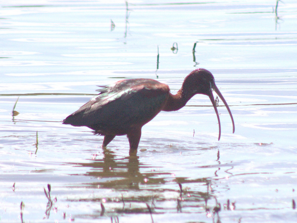 Glossy Ibis - ML454626471