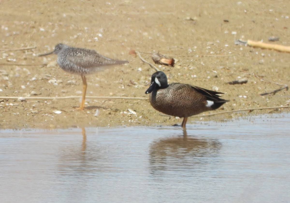 Blue-winged Teal - Glenn Pearson