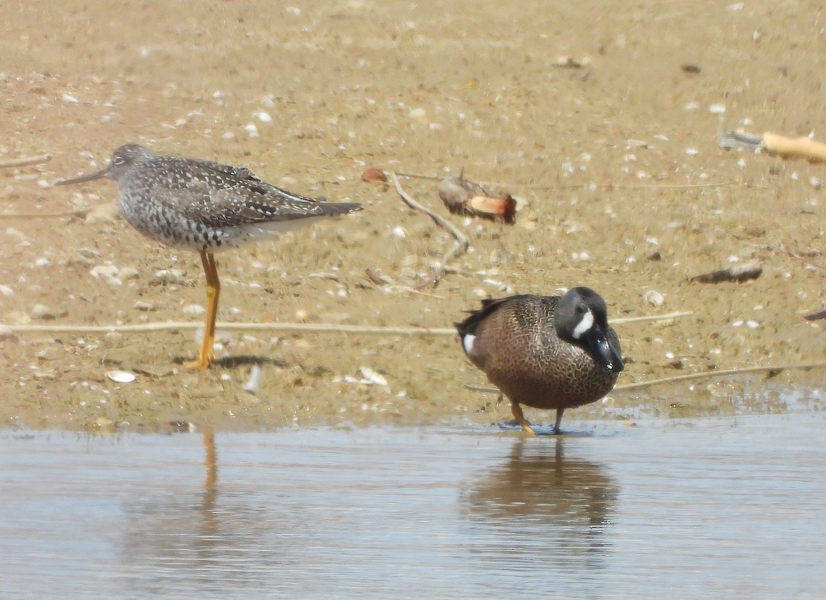 Blue-winged Teal - Glenn Pearson