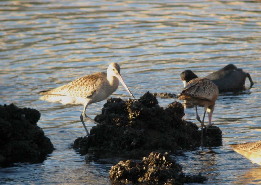 Bar-tailed Godwit - ML45462741