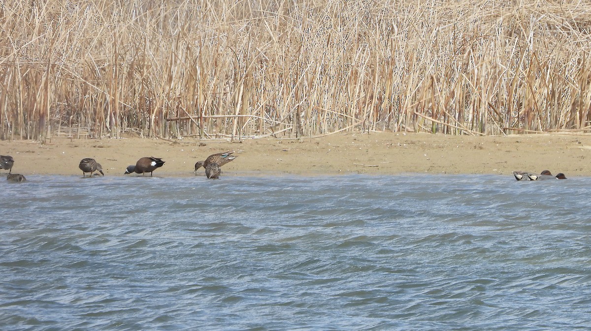 Green-winged Teal - ML454627461