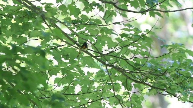 American Redstart - ML454627491