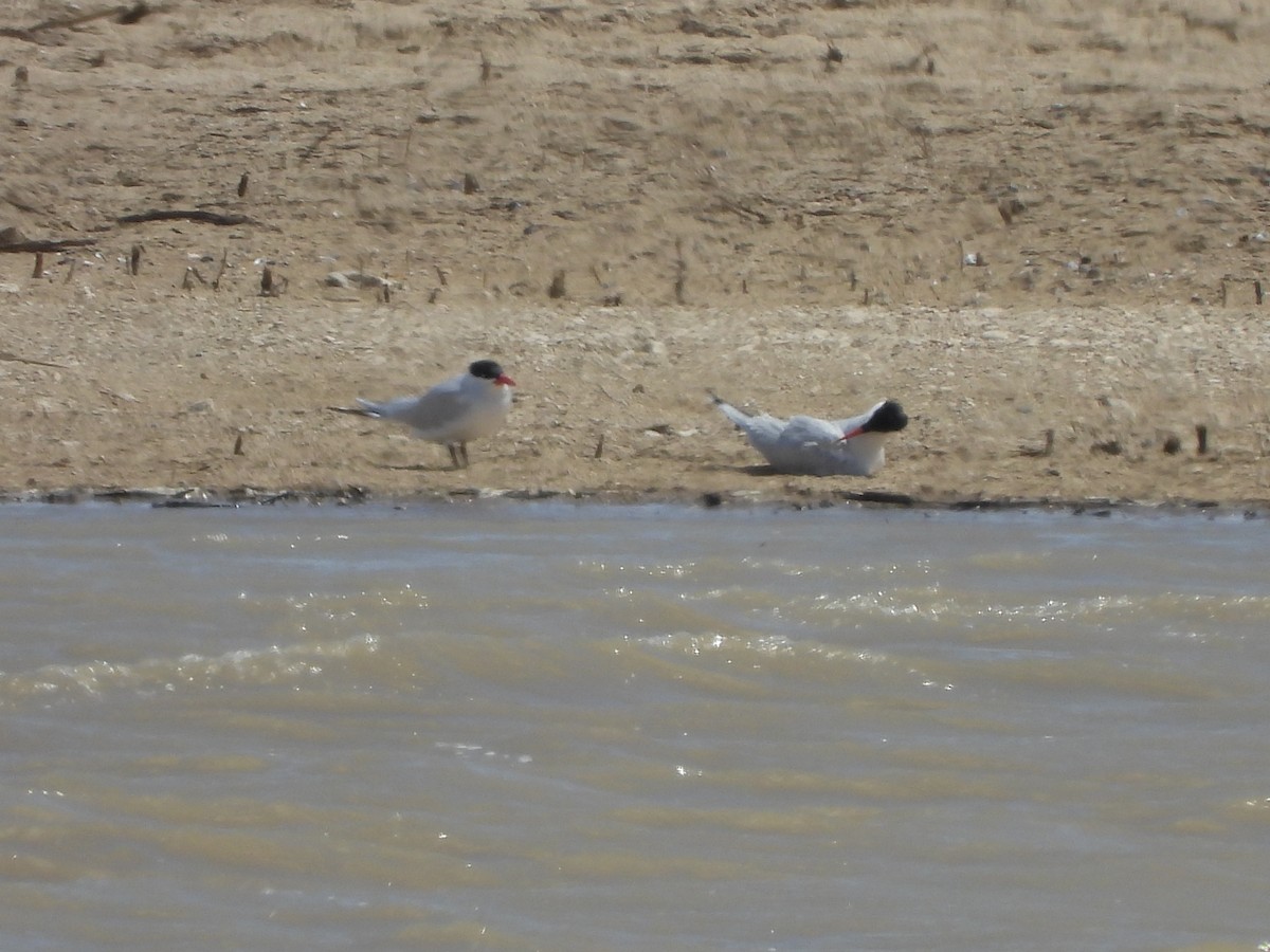 Caspian Tern - Glenn Pearson