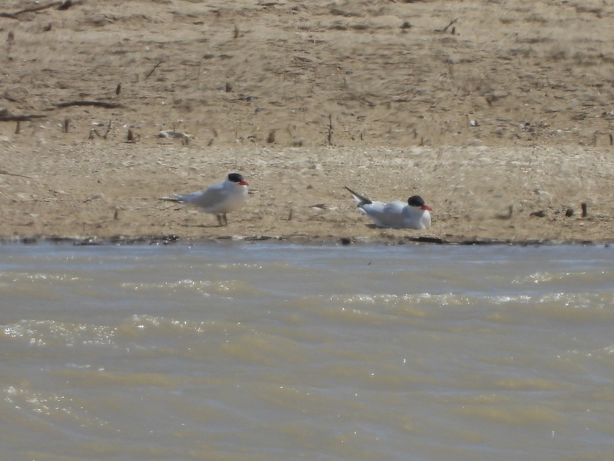 Caspian Tern - Glenn Pearson