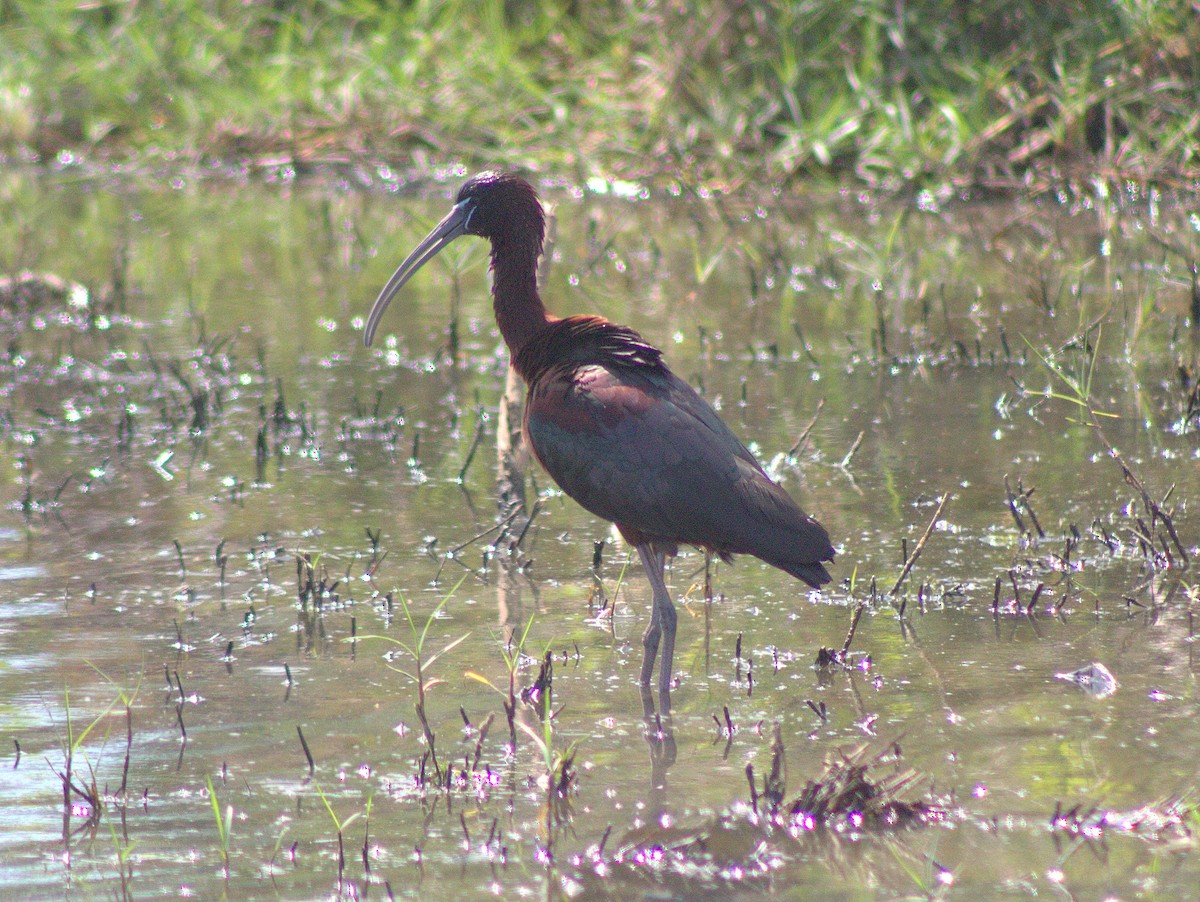 Glossy Ibis - ML454627671