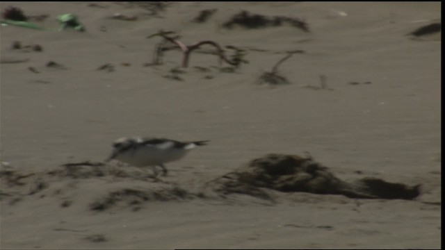 Snowy Plover (nivosus) - ML454628